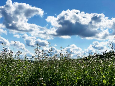 Eine blühende Wiese unter einem blauen Himmel mit vereinzelten, flauschigen Wolken.