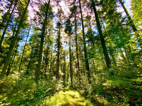 Das Bild zeigt einen sonnendurchfluteten Wald mit hohen Bäumen und einem schmalen Pfad, der sich durch das satte Grün schlängelt.