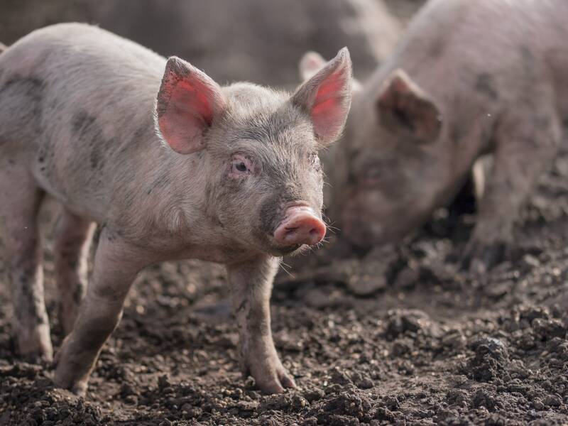 Zwei Ferkel stehen auf einem erdigen Boden.