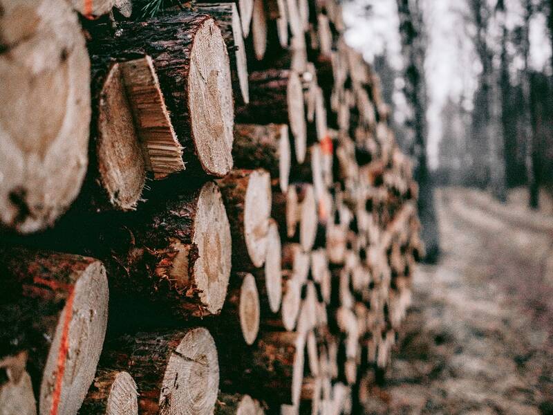 Links im Bild sind mehrere Baumstämme oder Äste aufeinander gestapelt. Rechts daneben ist ein Waldweg.