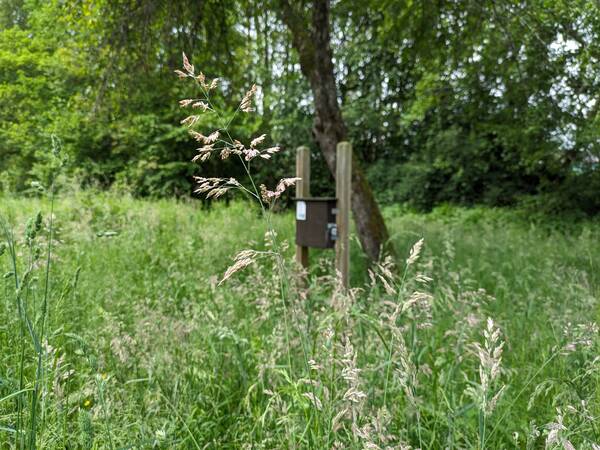 Eine grüne Wiese mit Bäume in Hintergrund. In der Wiese steht ein braunes Holzkästchen auf einem Pfahl.