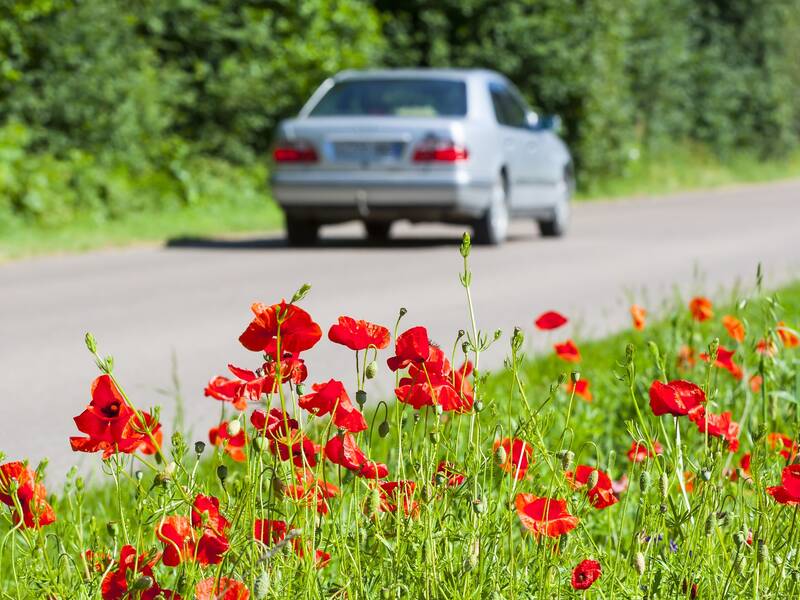 Eine Strße an deren Rand Mohnblumen wachsen. Auf der STraße fährt ein Auto.