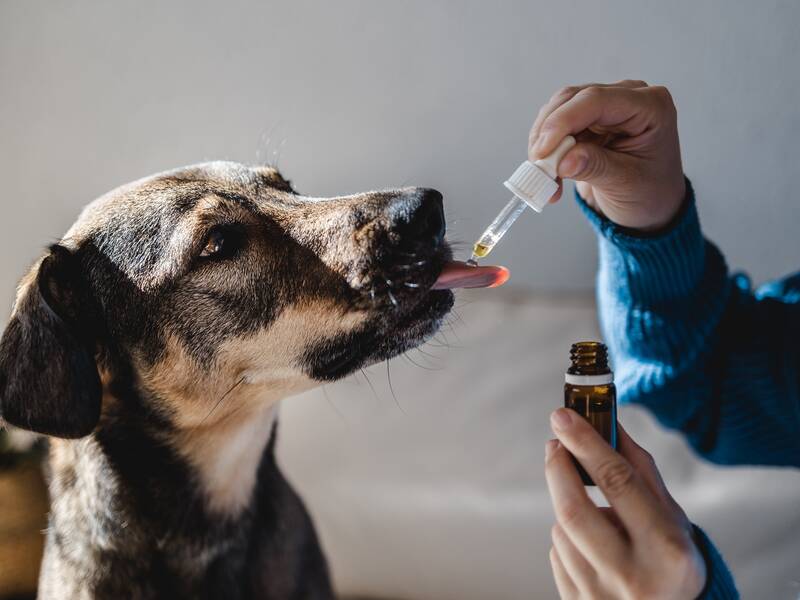 Eine Person im blauen Pullober gibt einem Hund Medizin aus einer braunen Flasche mit einer Pipette.