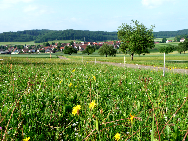 Ein Bild von einer grünen Wiese mit Blumen. Im Hintergrund sieht man viele Häuser.