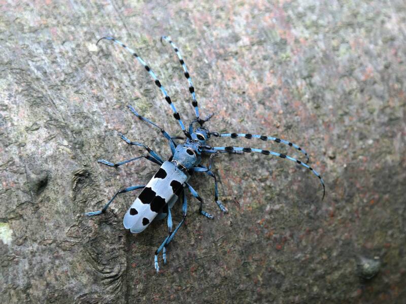 Ein blauer Alpenbockkäfer auf einem Baum.