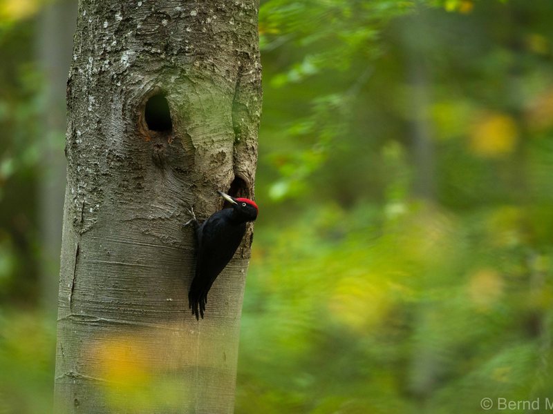 Ein Schwarzspecht auf einem Baum im Wald.