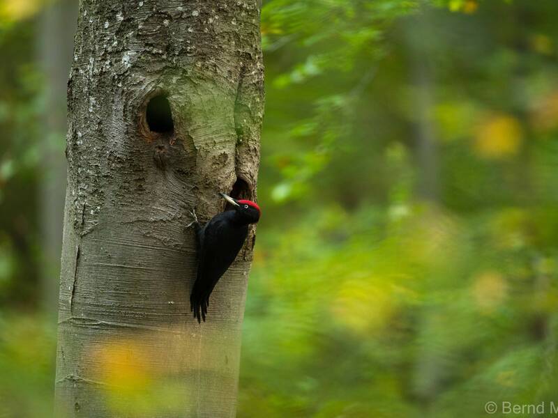 Ein Schwarzspecht auf einem Baum im Wald.