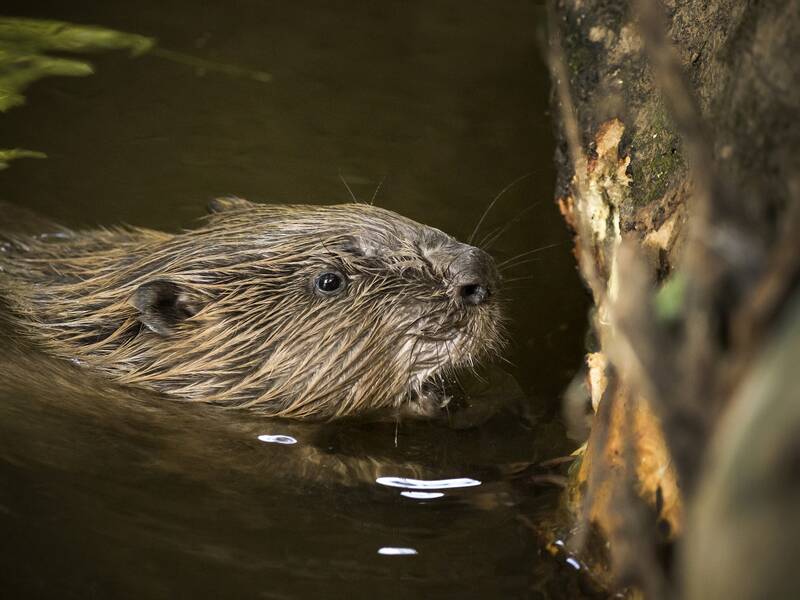 Ein Biber schwimmt im Wasser.