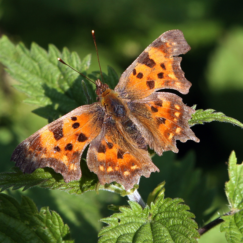 Großer orangener Schmetterling mit braunen Punkten auf einem grünen Blatt