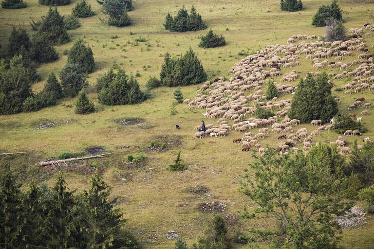 Eine Schafherde auf einer Wachholderweide aus der Luft.