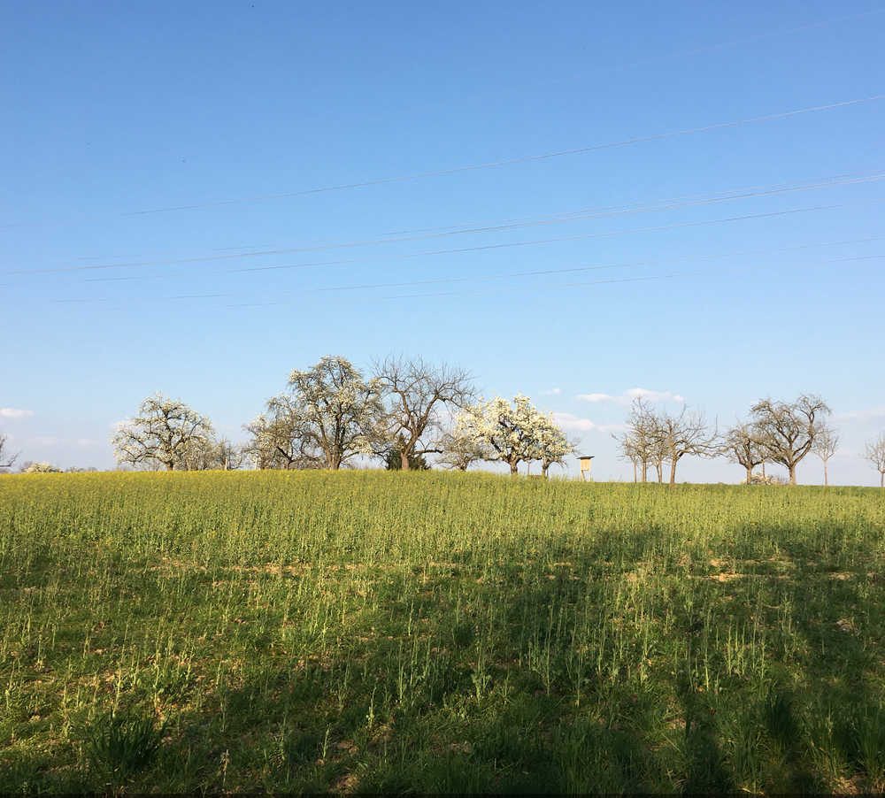 Grüne Wiese, in der Mitte stehen blühende Bäume und oben sieht man den blauen Himmel.