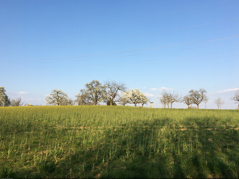 Grüne Wiese, in der Mitte stehen blühende Bäume und oben sieht man den blauen Himmel.