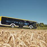 Ein schwarz-weißer Bus fährt auf einer Straße an einem Kornfeld vorbei.