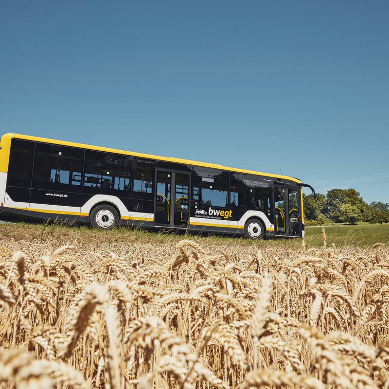 Ein schwarz-weißer Bus fährt auf einer Straße an einem Kornfeld vorbei.