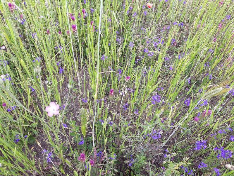 Acker mit bunten Ackerwildkräutern