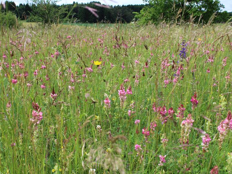 Mähwiese mit bunten Blumen