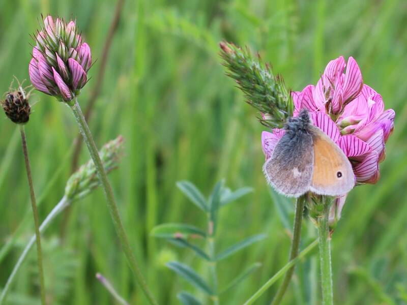 Schmetterling sitzt auf einer Blüte