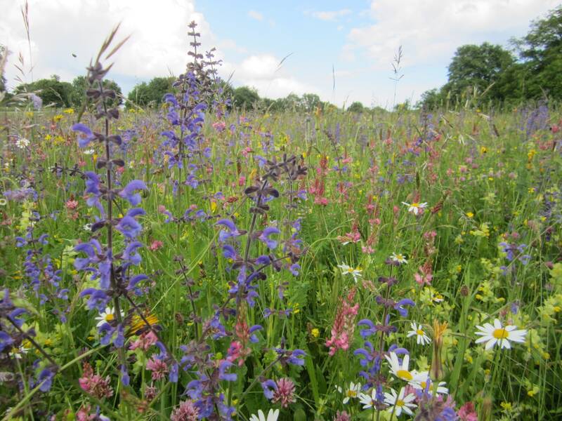 Mähwiese mit bunten Blumen