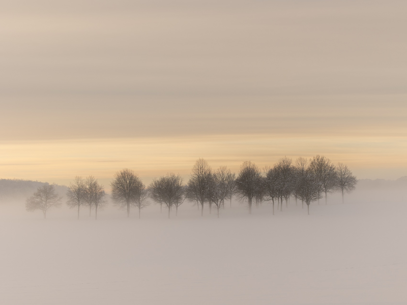 Eine reihe von Bäumen in einer vernebelten Landschaft.