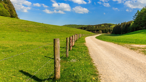 Ein Feldweg schlängelt sich durch eine grüne Wiese.