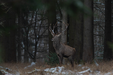 Ein Hirsch steht im Wald zwischen den Bäumen mit einigen Schneeresten auf dem Boden.